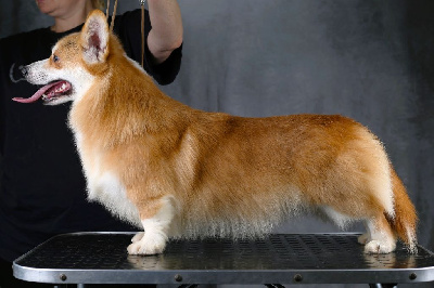 Étalon Welsh Corgi Pembroke - Night Keepish Rasstegai