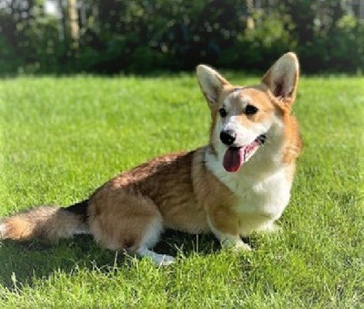 Étalon Welsh Corgi Pembroke - Touik (Sans Affixe)