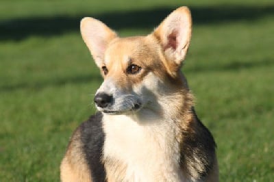 Étalon Welsh Corgi Pembroke - Pookie Des bories de yakoubia