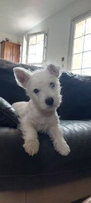 Étalon West Highland White Terrier - Vixie moonlight Des Hauts De Fertalières