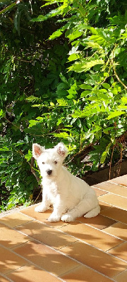 Étalon West Highland White Terrier - Vixie moonlight Des Hauts De Fertalières