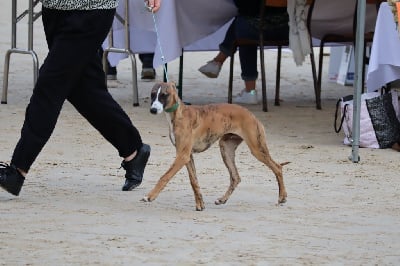 Étalon Whippet - Visionary capellini Fast And Fancy