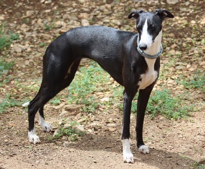 Étalon Whippet - Savannah's Dream Thallie