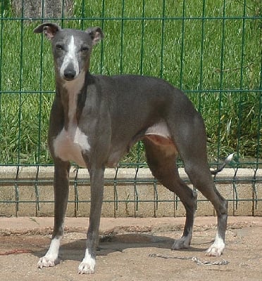 Étalon Whippet - Sophistick sophie Des Filles D'eole