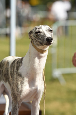 Étalon Whippet - Udea Du Haras Eclair Horside'whip