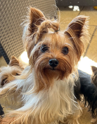 Étalon Yorkshire Terrier - Rayban du domaine des brières