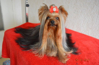 Étalon Yorkshire Terrier - Mélodie d'amour pour sissi De L'eden Argente