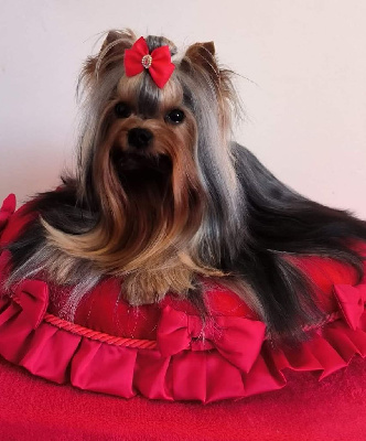 Étalon Yorkshire Terrier - Unica usha forever and ever De L'eden Argente