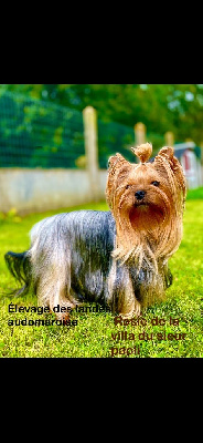 Étalon Yorkshire Terrier - Rosie De la villa du sieur paoli