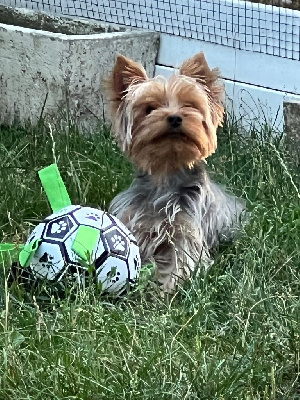 Étalon Yorkshire Terrier - Upside De L'Etoile Celeste