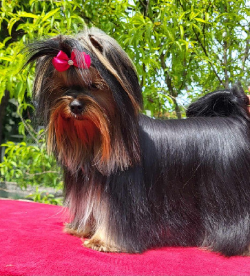 Étalon Yorkshire Terrier - Uzara de la villa du sieur paoli