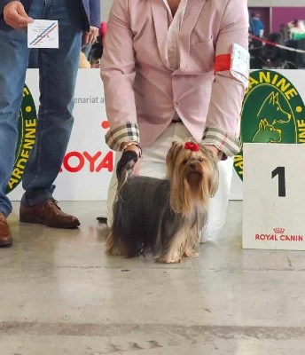 Étalon Yorkshire Terrier - Tingle news Let's Go Baby