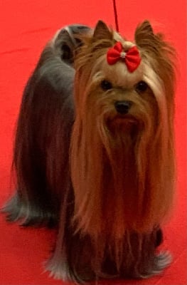 Étalon Yorkshire Terrier - CH. Millenium falcon sharbest