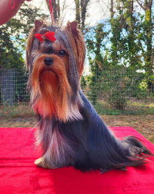 Étalon Yorkshire Terrier - Toscane de la villa du sieur paoli