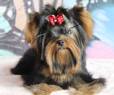 Étalon Yorkshire Terrier - Attica of halimeda