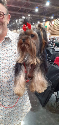 Étalon Yorkshire Terrier - Une nana de la villa du sieur paoli