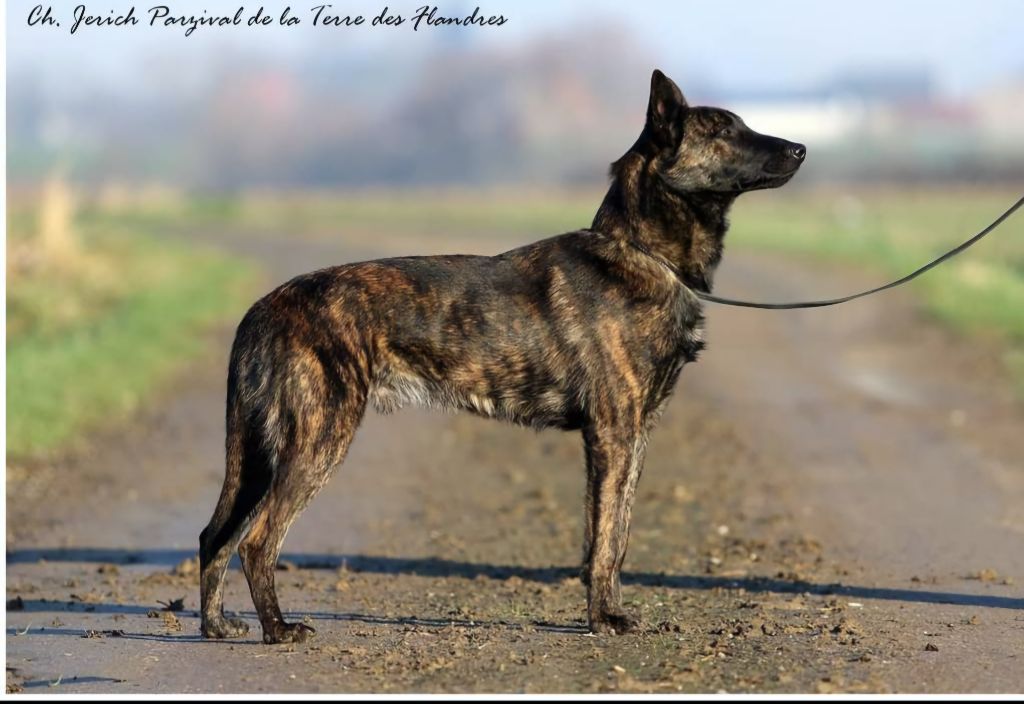 CH. Jerich parzival De La Terre Des Flandres