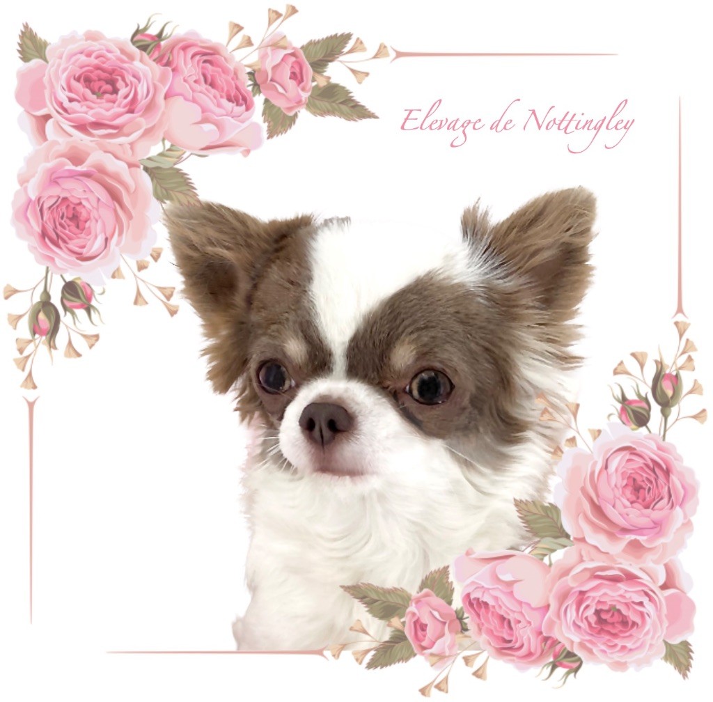 Publication : de Nottingley Auteur : elevage chihuahua de nottingley