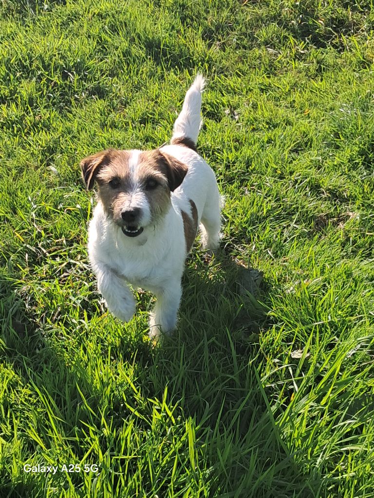 Pepper Du logis de beaumanoir