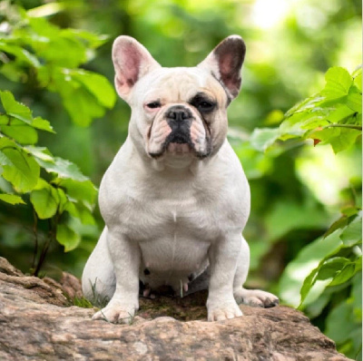 Étalon Bouledogue français - Smitty du berger de la vallée des géants