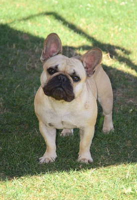 Étalon Bouledogue français - Tess Du Chateau Du Grand Selve