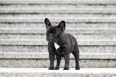 Étalon Bouledogue français - CH. That love Des Courtines De Chambray