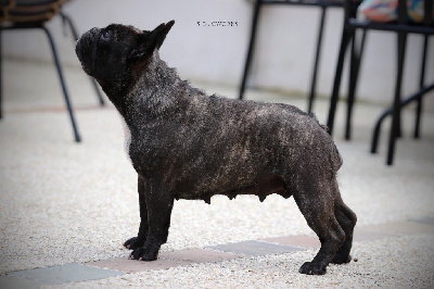 Étalon Bouledogue français - Tokyo Des Agathes De Chamrouge