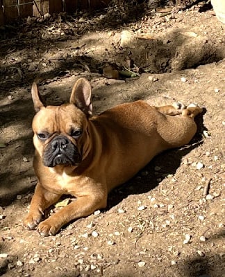 Étalon Bouledogue français - Tamara Des Fontaines Du Bérange