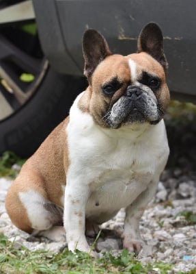 Étalon Bouledogue français - R'stella des Pitchoucas de Lacapelette