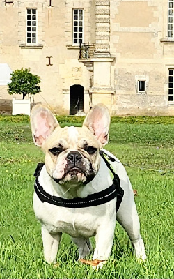 Étalon Bouledogue français - Valentine Des Petites Madeleines