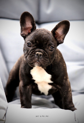 Étalon Bouledogue français - V'garance lilly Von Der Vangfuller