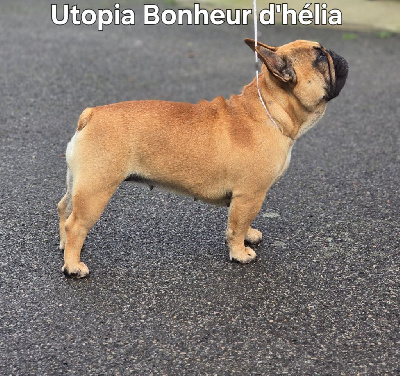 Étalon Bouledogue français - Utopia Bonheur D'Helia