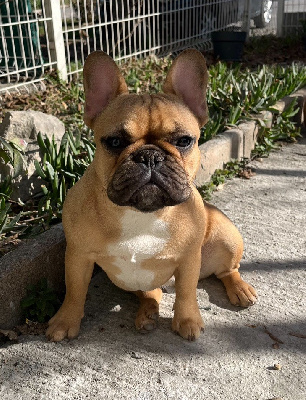 Étalon Bouledogue français - Udess Des Fontaines Du Bérange