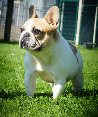 Étalon Bouledogue français - Ussifer De la Cour des Molosses