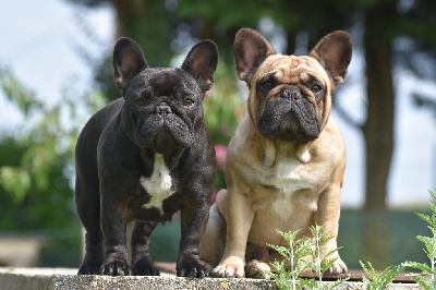 Étalon Bouledogue français - Sartre de l'Or Noir De Paris