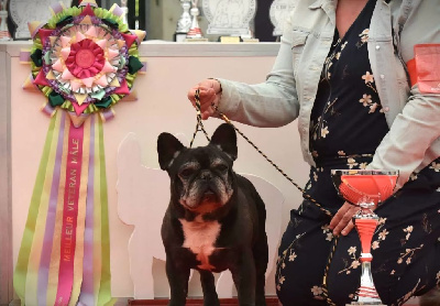 Étalon Bouledogue français - CH. L'as de pique Des Petites Madeleines