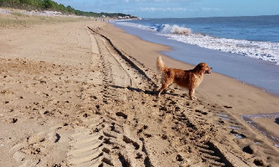 Étalon Golden Retriever - Picsou de l'Eden'Or Calypsaline