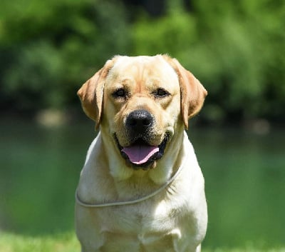 Étalon Labrador Retriever - CH. Prince caspian special secret