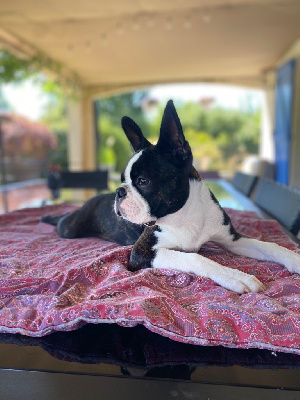 Étalon Boston Terrier - Thunderstruck du jabelin