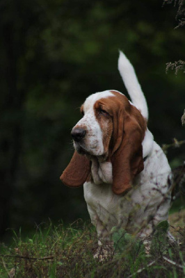 Étalon Basset Hound - Snistro Des Rives De Firenza