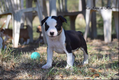 Étalon American Staffordshire Terrier - Vanishing spells of sirius Des Anges De Kent