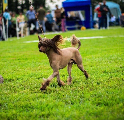 Étalon Chien chinois à crête - Sikkim de lancôme mon chien of Pastime Paradise