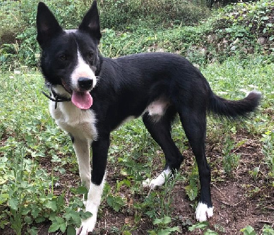 Étalon Border Collie - U'sweep du clos saint-joseph