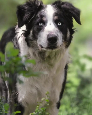 Étalon Border Collie - Spritz Addevu Di L'Alcudina