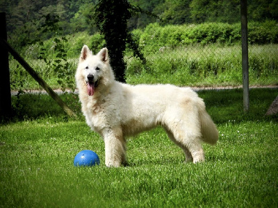 Étalon Berger Blanc Suisse - Phenix De La Niche De Kristal