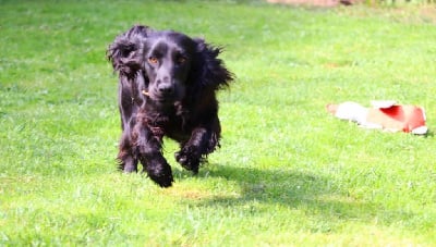 Étalon Cocker Spaniel Anglais - Tchoupi du plateau des capucins