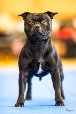 Étalon Staffordshire Bull Terrier - Tristepin De Art Of Breeding Staffie}