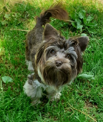 Étalon Yorkshire Terrier - Mon chien Lys