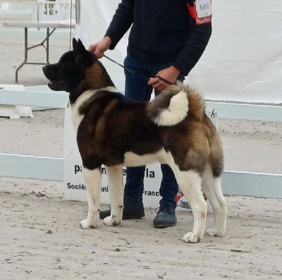 Étalon Akita americain - winterrahills Rainer