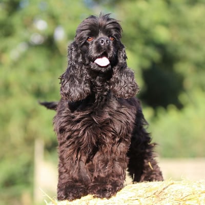 Étalon American Cocker Spaniel - Trinity De L'écrin Des Précieuses